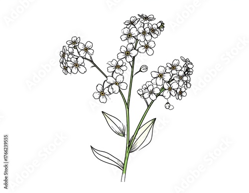 Botanical illustration depicting delicate white flowers on a green stem