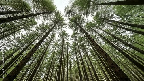 Tall pine trees reaching towards the sky in a dense forest, creating a serene atmosphere