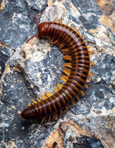 Millipedes and centipedes crawl swiftly with many legs, unique shapes, and fascinating natural behaviors.
