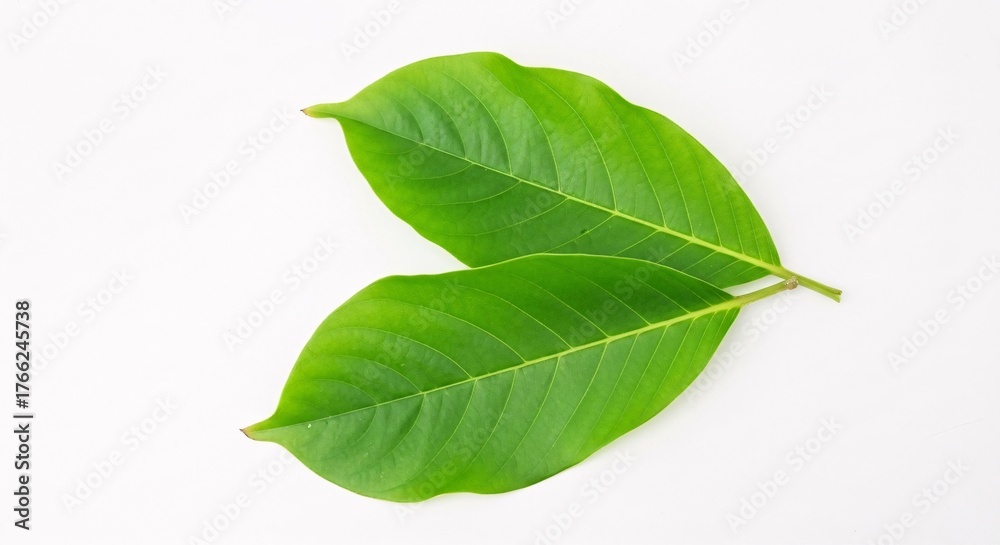 Fototapeta premium Illustration of two fresh green leaves isolated on white background, closeup studio shot