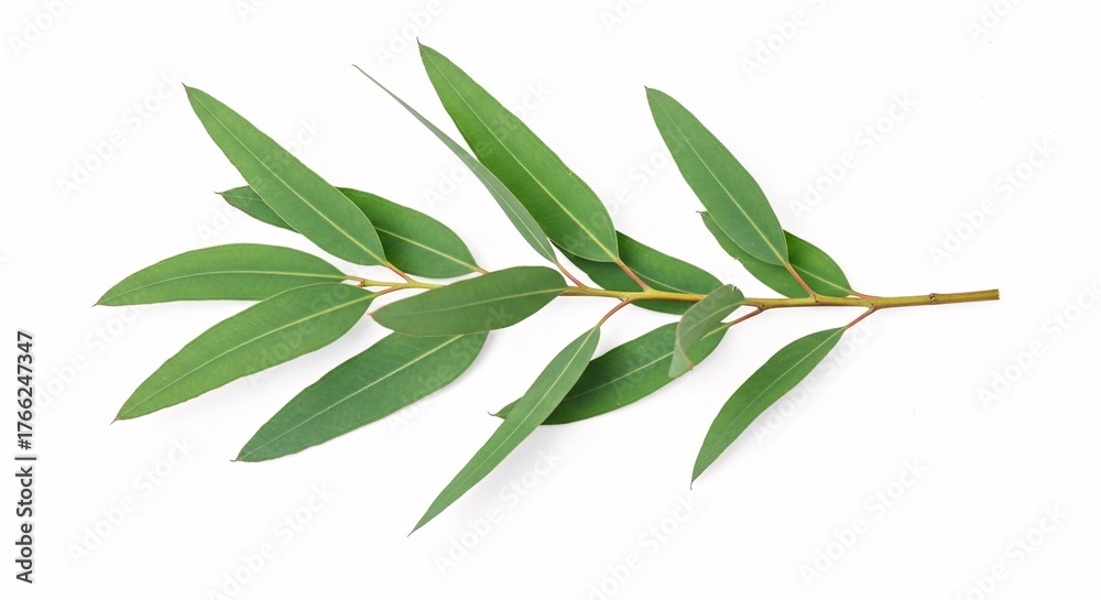 Fototapeta premium Illustration of eucalyptus branch isolated on white background, decorative green plant