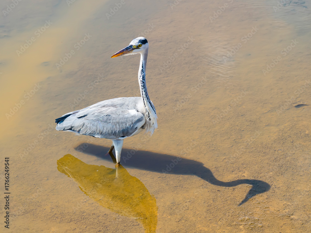 Fototapeta premium gray heron on lake mud ground land,wildlife in natural habitat