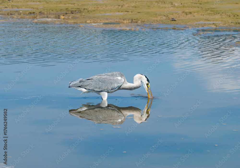Fototapeta premium gray heron on lake mud ground land,wildlife in natural habitat