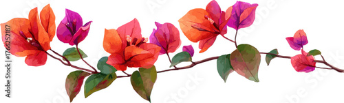 Bougainvillea watercolor flower plant isolated on white background, elongated with stem, leaves and flowers, vector graphic illustration