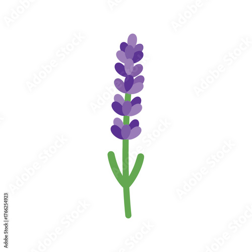 Single lavender flower botanical illustration botanical vector isolated floral plant nature element vector