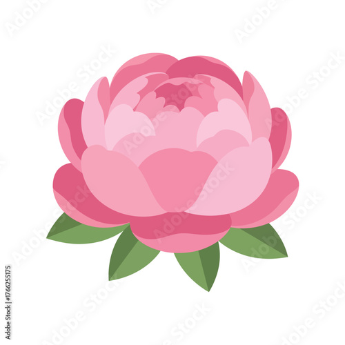 Vibrant pink peony flower illustration botanical beauty delicate petals spring bloom isolated vector