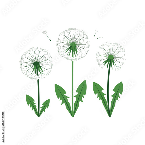 Whimsical dandelion seed heads gentle breeze wishing flowers illustration vector