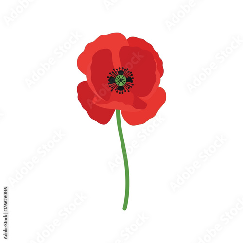 Vibrant red poppy flower single stem isolated vector illustration floral element vector