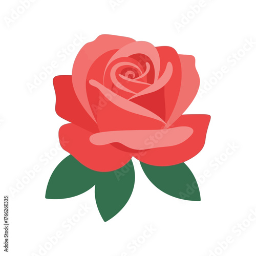 Vibrant coral rose flower isolated on white minimalist design for romantic floral projects vector