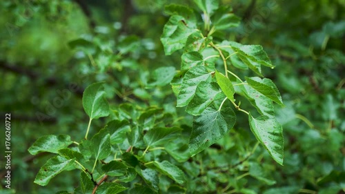 Heavy raindrops dripping on a plant with green leaves