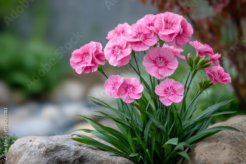 Pink dianthus flowers blooming among garden rocks