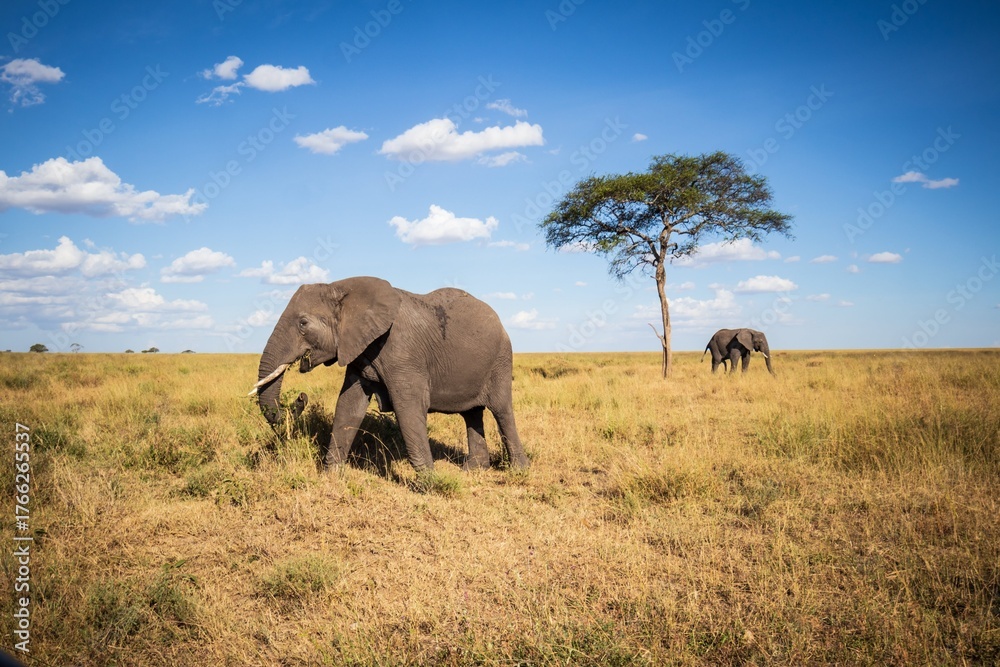 Obraz premium Giants of the Plains: African Elephants in the Golden Savanna, Serengeti, Tanzania