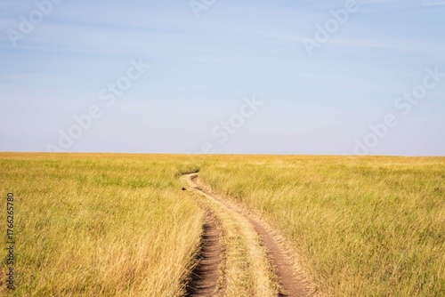 Dirt Road Winding Through Tall Golden Grass on the Vast Plains of the African Savannah