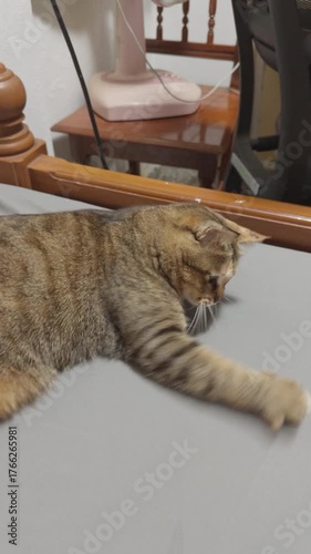 Tabby Cat playing Lint Roller