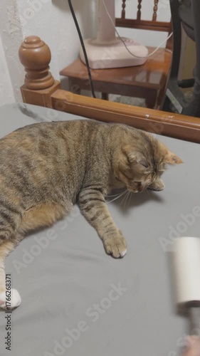 Tabby Cat playing Lint Roller