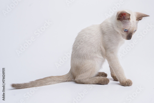 black face and black note thai cat Siamese cat  kitten isolated on white background