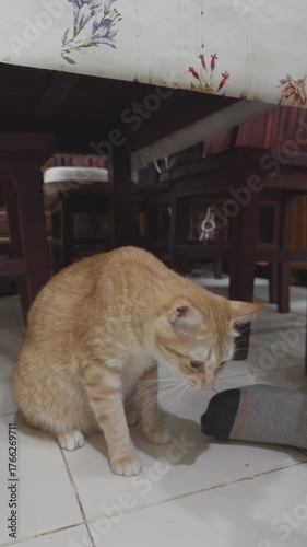 Person with orange cat	