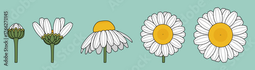 Chamomile flower growth stages icon set, white daisy bloom evolution, herbal plant illustration on green background, botanical flat design collection