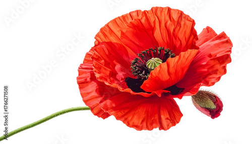 Vivid close-up of a red poppy flower with a bud on a stark black background, petals ruffled