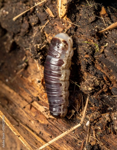 Cute caterpillars crawl playfully with colorful bodies, soft textures, and charming movements in nature.