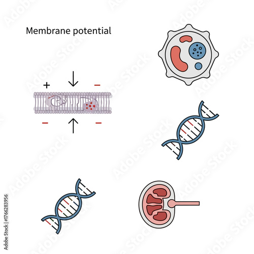 Cellular Biology and Membrane Potential Illustration with DNA and Kidney.