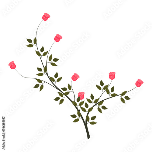 A young rose bush with blooming bright pink roses. Vector illustration on a white background.