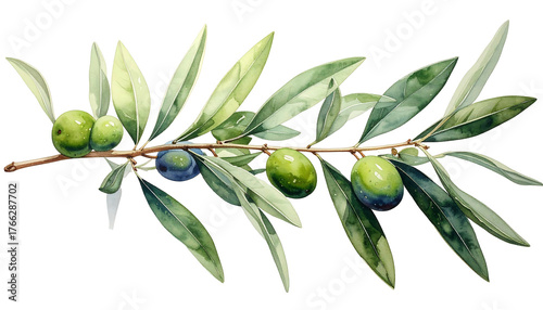 Watercolor painting of an olive branch with green and dark olives and slender leaves on a dark background