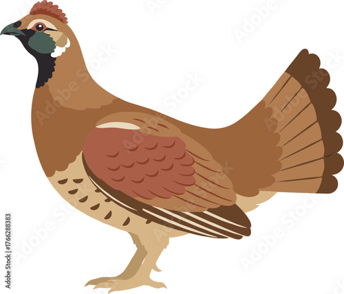 Detailed Flat Style Illustration of a Partridge Game Bird Standing Profile View