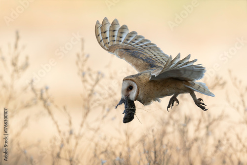 American barn owl (Tyto furcata) with prey in mouth in flight in beautiful light.