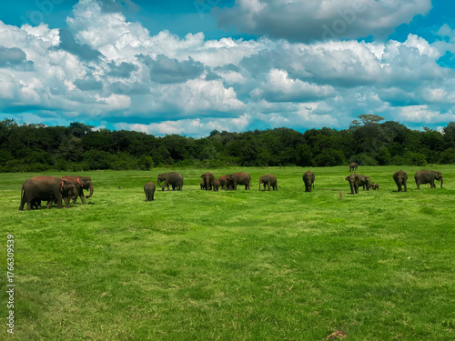 Photography Asian Elephants Safari in Sri Lanka