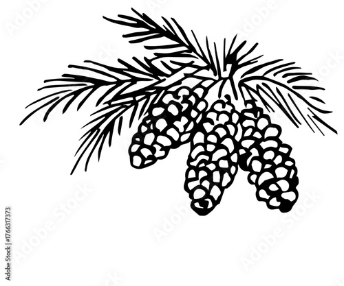 Simple ink sketch. Vector drawing with a black outline. Fir cones, pine branches. Coniferous plants. Christmas and New Year's design.
