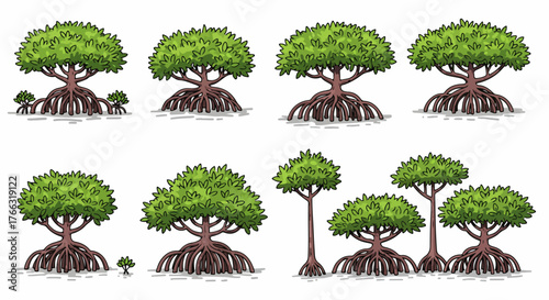 Mangrove trees with visible roots