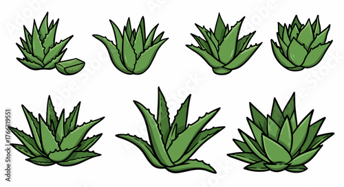 Aloe vera plants collection with transparent background