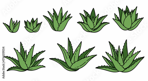 Aloe vera plant collection with transparent background