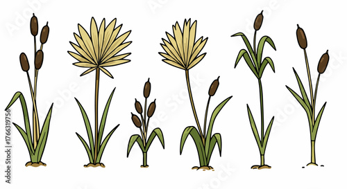 Marsh plants with transparent background