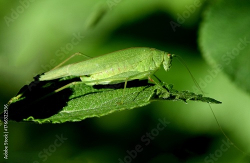 Tableau sur toile A great green bush-cricket (Tettigonia viridissima) is sitting on a green leaf, with a blurry green background