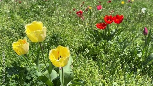 Yellow and red tulips in a field.