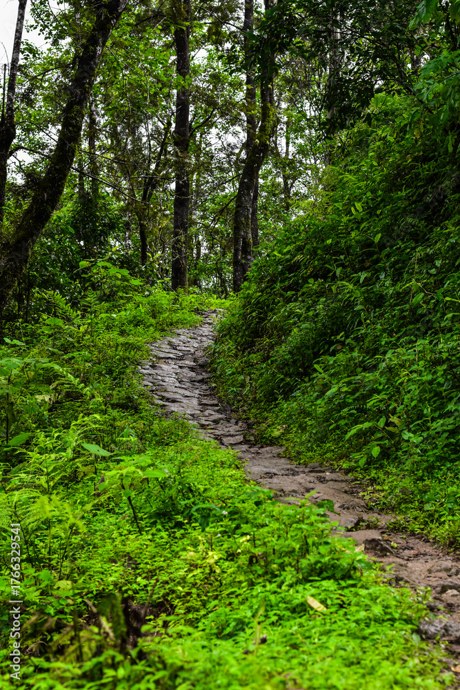 Fototapeta premium Winding cobblestone path climbs into a world of vibrant green foliage. Deep in the woods, finding peace on an old, overgrown trail. A hidden, tranquil journey into the wild of india