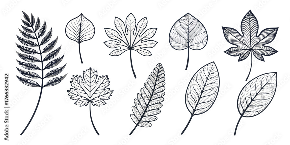 Fototapeta premium Vector collection of nine different types of leaves in black and white line art botanical illustration style