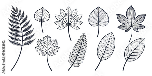 Vector collection of nine different types of leaves in black and white line art botanical illustration style