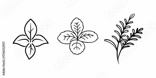 Vector illustration of three different herbs with unique leaf structures in a simple outlined style design