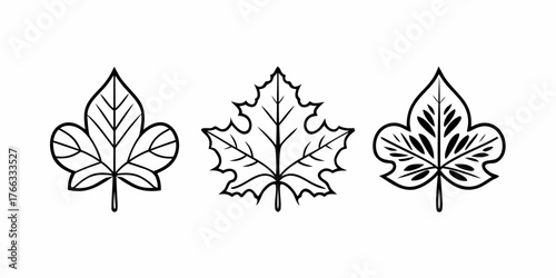 Vector three outlined leaves showing different shapes and vein patterns in a simple black and white design