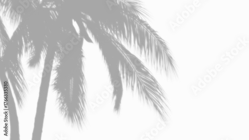 Overlay coconut trees shadow effect on transparent background. high quality 3d render png format.	