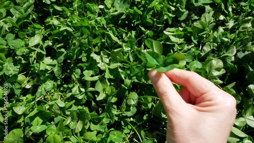 Female Hand Picking Clover Leaf, Gentle Touch, Nature Close-up, Green Grass Field