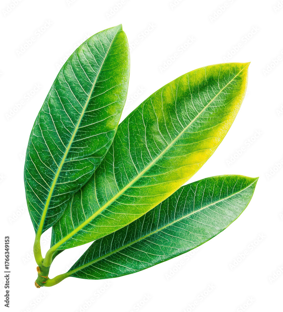 Obraz premium Lush green leaves nature botanical isolated on transparent background