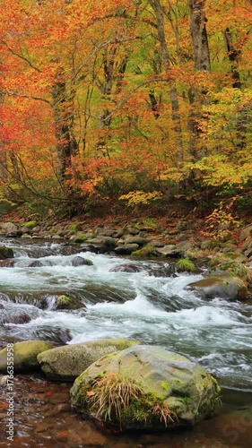 vertical video of stream in autumn forest
