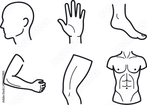 Vector line art collection depicting various human body parts head, hand, foot, arm, leg, and torso, suitable for health and medical graphics