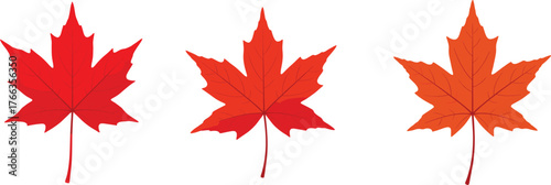 Autumn maple leaves, seasonal foliage, red orange shades, natural background, botanical illustration, fall season design, colorful nature, decorative element, vibrant environment