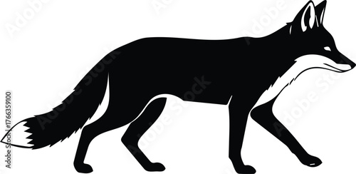 Vector art of a sleek black fox with a bushy tail confidently strides forward, its silhouette sharply defined against the stark
