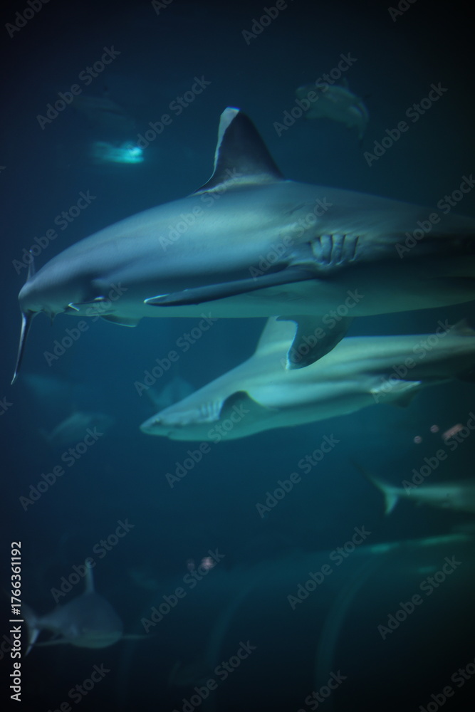 Fototapeta premium Singapore Oceanarium with fishes